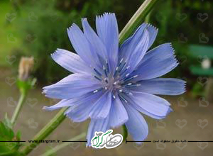 خواص گیاه دارویی کاسنی