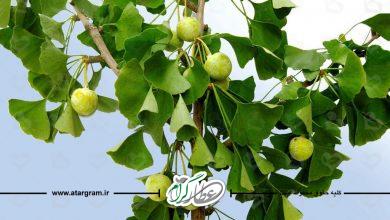 گیاه دارویی جینکو