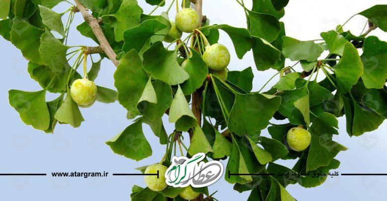 گیاه دارویی جینکو