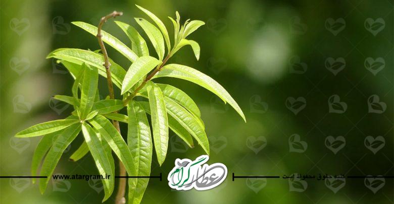 گیاه دارویی به لیمو