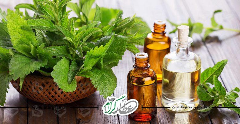 گیاه بادرنجبویه
