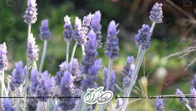 گیاه اسطوخودوس فرانسوی