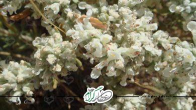 خواص و فواید گیاه کلپوره در طب سنتی