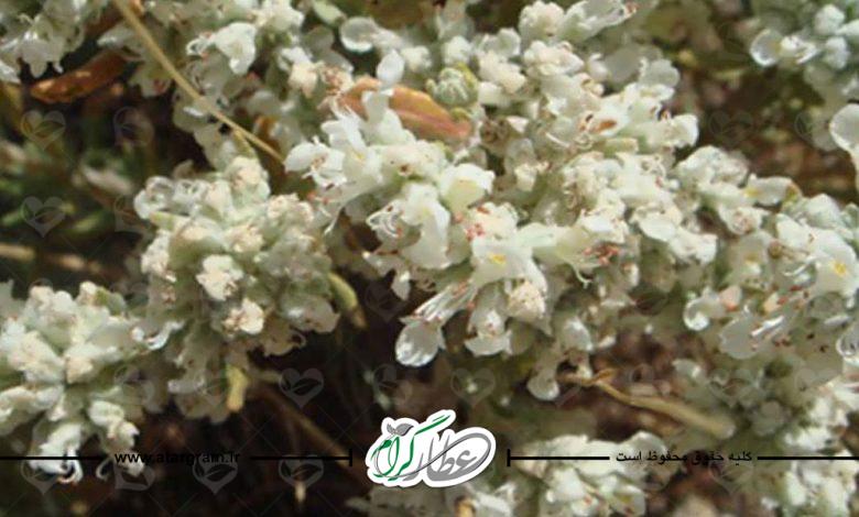 خواص و فواید گیاه کلپوره در طب سنتی