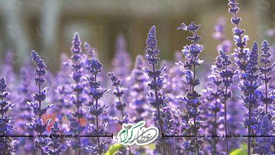 خواص مریم گلی