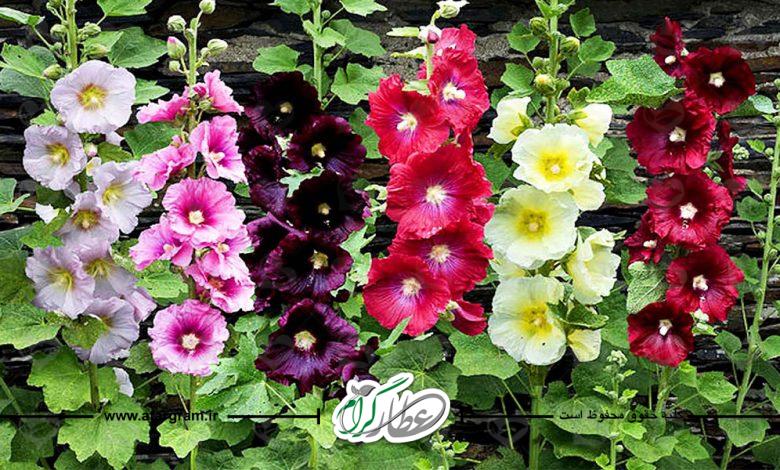 خواص گیاه ختمی در طب سنتی