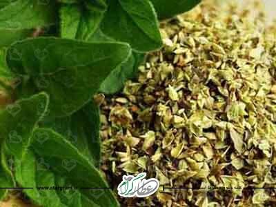 خواص و فواید گیاه مرزنجوش در طب سنتی