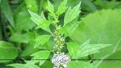 خواص دم شیر