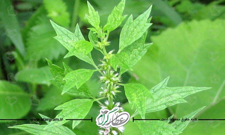 خواص دم شیر
