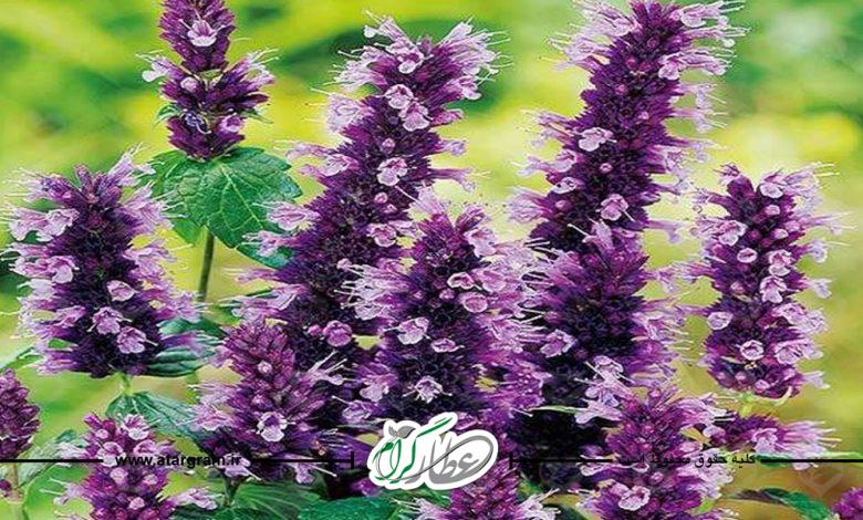 خواص زوفا