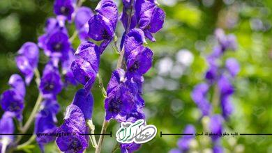 گیاه آقونیطون