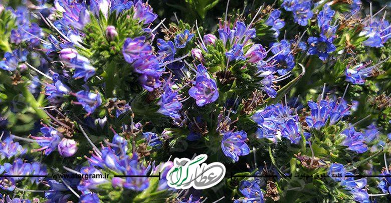 گیاه گل گاوزبان