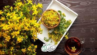 گیاه علف چای ٬ خواص و درمان گیاه در طب سنتی