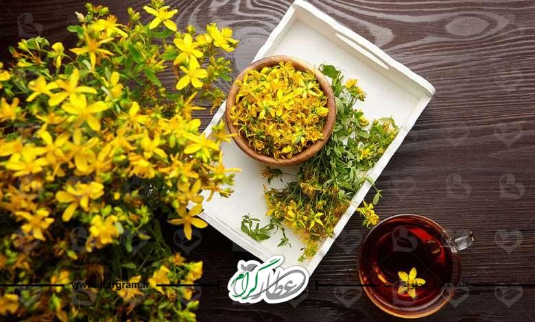 گیاه علف چای ٬ خواص و درمان گیاه در طب سنتی