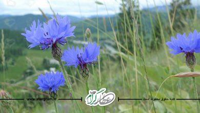 خواص گل گندم