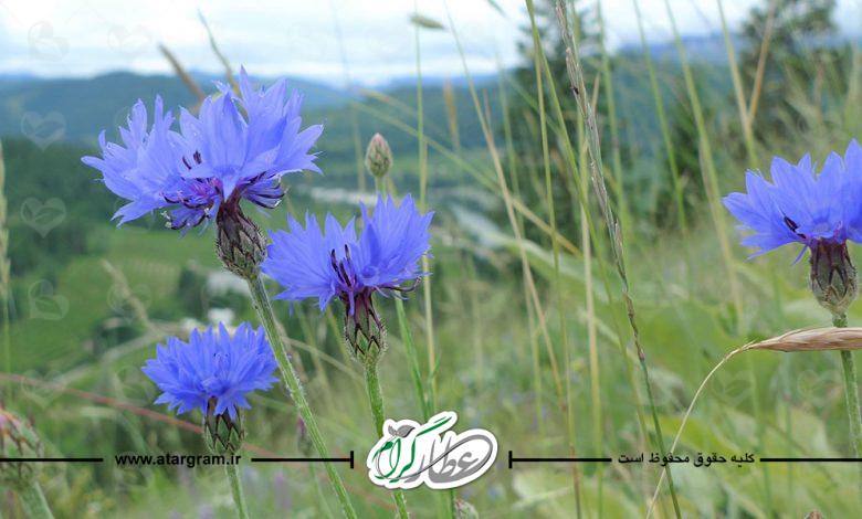 خواص گل گندم