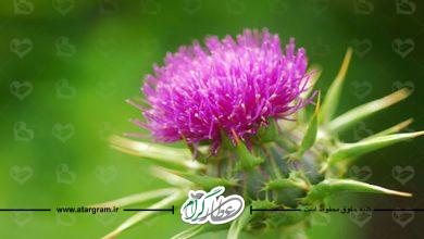 خواص و فواید خار مریم در طب سنتی