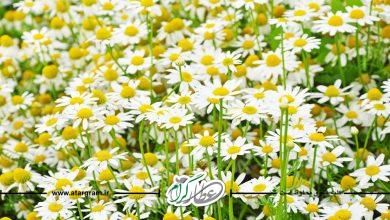 گیاه دارویی بابونه آلمانی