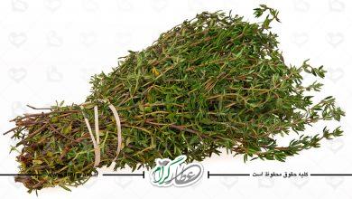گیاه آویشن باغی