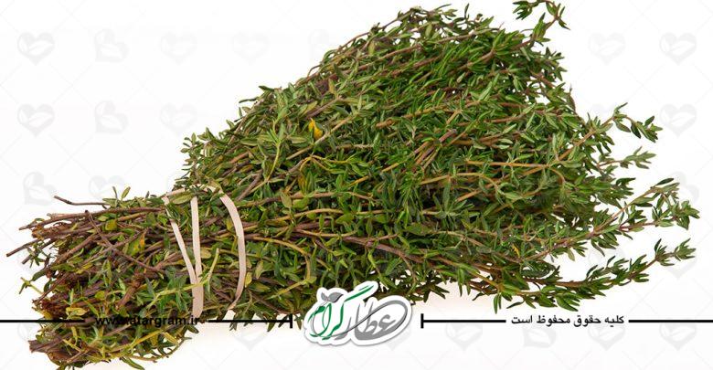 گیاه آویشن باغی
