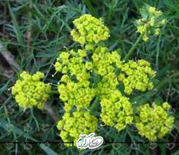 گیاه رازیانه