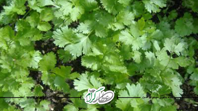 گیاه گشنیز