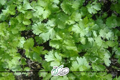 گیاه گشنیز