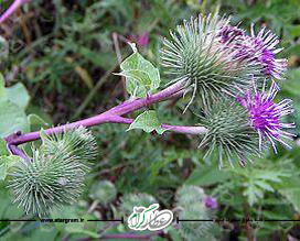 گیاه دارویی باباآدم