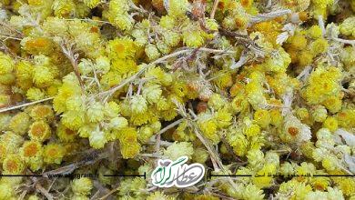 گیاه دارویی افسنطین