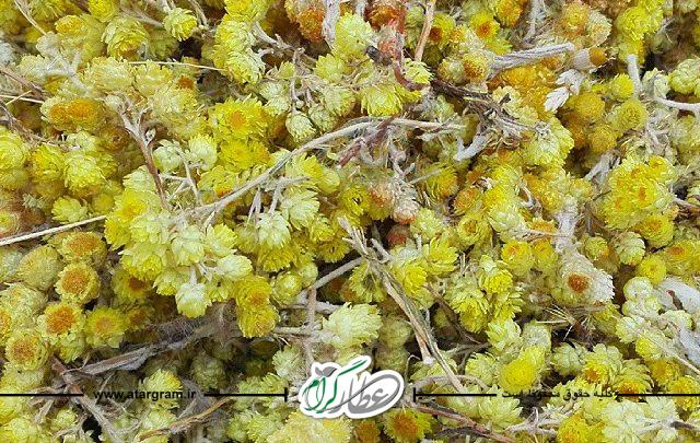 گیاه دارویی افسنطین