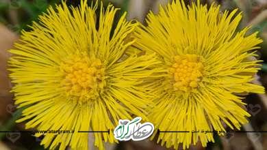 گیاه دارویی پای خر