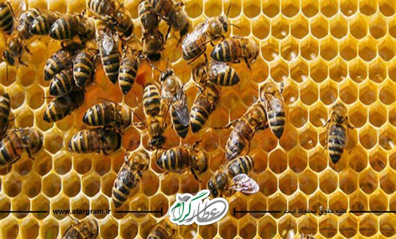 ساخت کندوی زنبور عسل