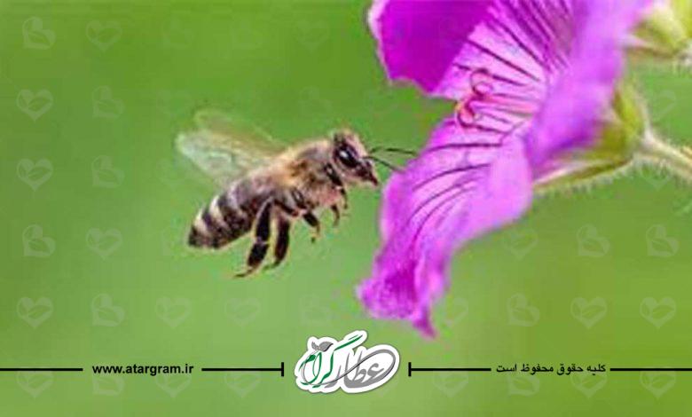 زنبور عسل