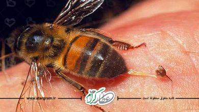 درمان کرونا و ام اس با زهر زنبور عسل