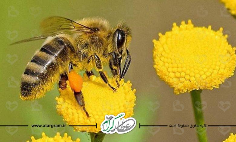 عسل چیست؟