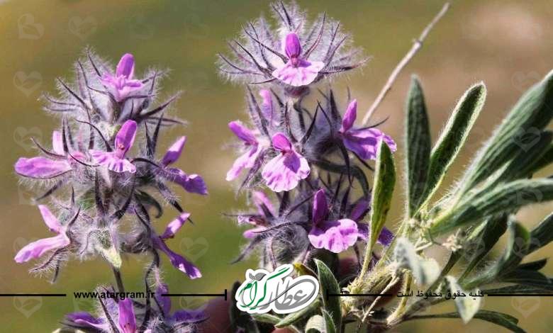 خواص چای کوهی چیست؟