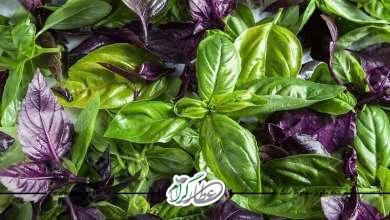 خواص، فواید و خاصیت ریحان برای سلامتی