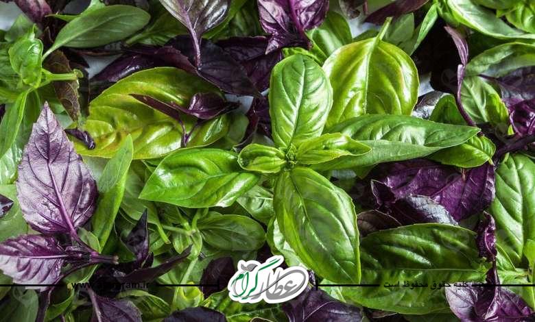خواص، فواید و خاصیت ریحان برای سلامتی
