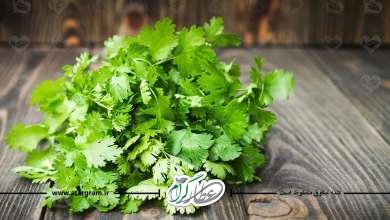 گشنیز چه خواصی دارد؟