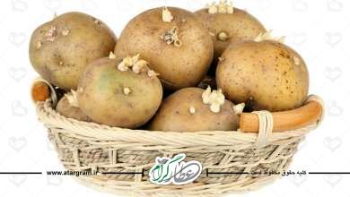 پیشگیری از جوانه زدن سیب زمینی