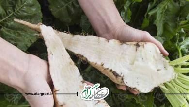 خواص و فواید چغندر قند و طبع آن در طب سنتی