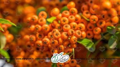 خواص و فواید و طبع زالزالک در طب سنتی