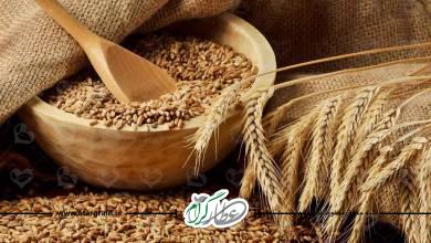 خواص و مضرات و طبع گندم در طب سنتی