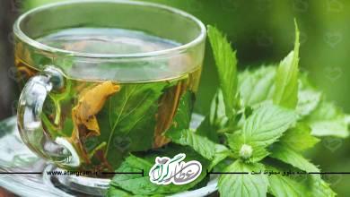 خواص و فواید گیاه گزنه برای سلامتی در طب سنتی