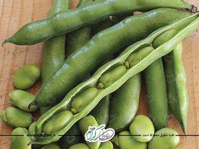 خواص و فواید باقلا در طب سنتی