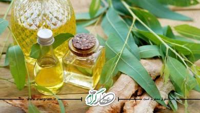 خواص و فواید اکالیپتوس در طب سنتی