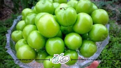 خواص و فواید گوجه سبز یا آلوچه برای سلامتی در طب سنتی