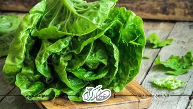 خواص و فواید کاهو در طب سنتی