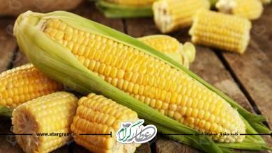 خواص و فواید ذرت در طب سنتی